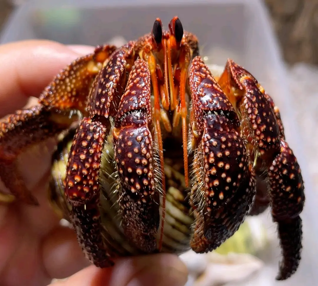 陆寄居蟹最简品种分辨12:草莓寄居蟹