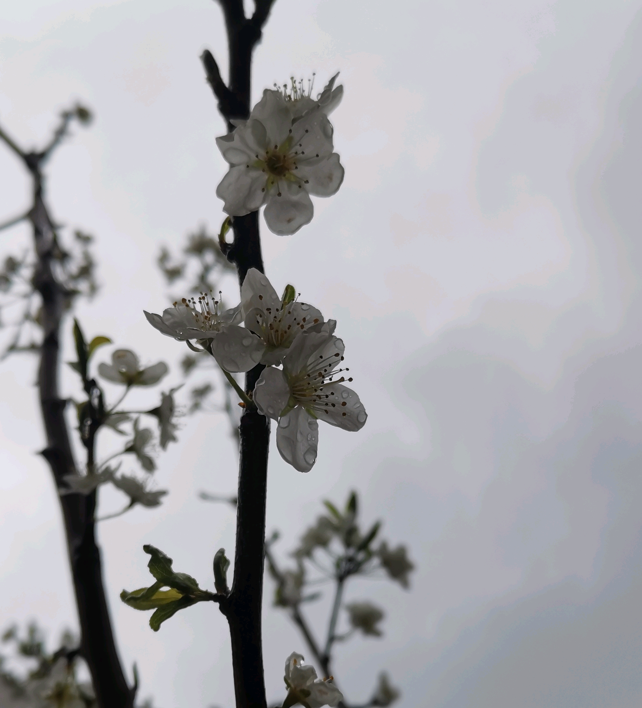 春天小雨時拍的,好漂亮