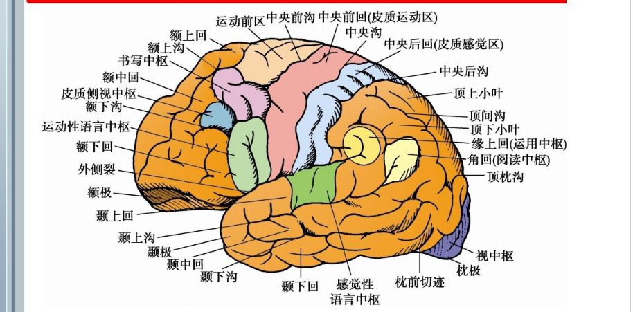 知识速记 |大脑-颞叶功能、病损表现及定位诊断! - 哔哩哔哩