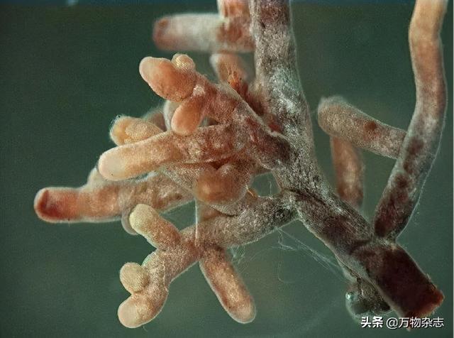 菌丝会与植物根系形成菌根,互利共生 图源:wikipedia