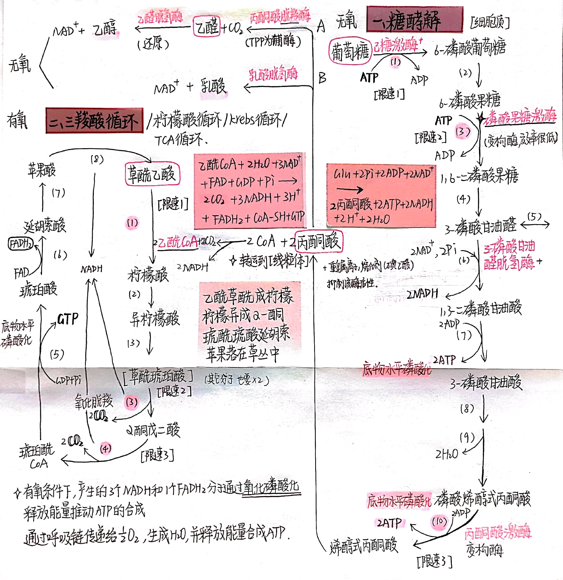 生物化学笔记分享5 | 糖类代谢 糖酵解 - 哔哩哔哩