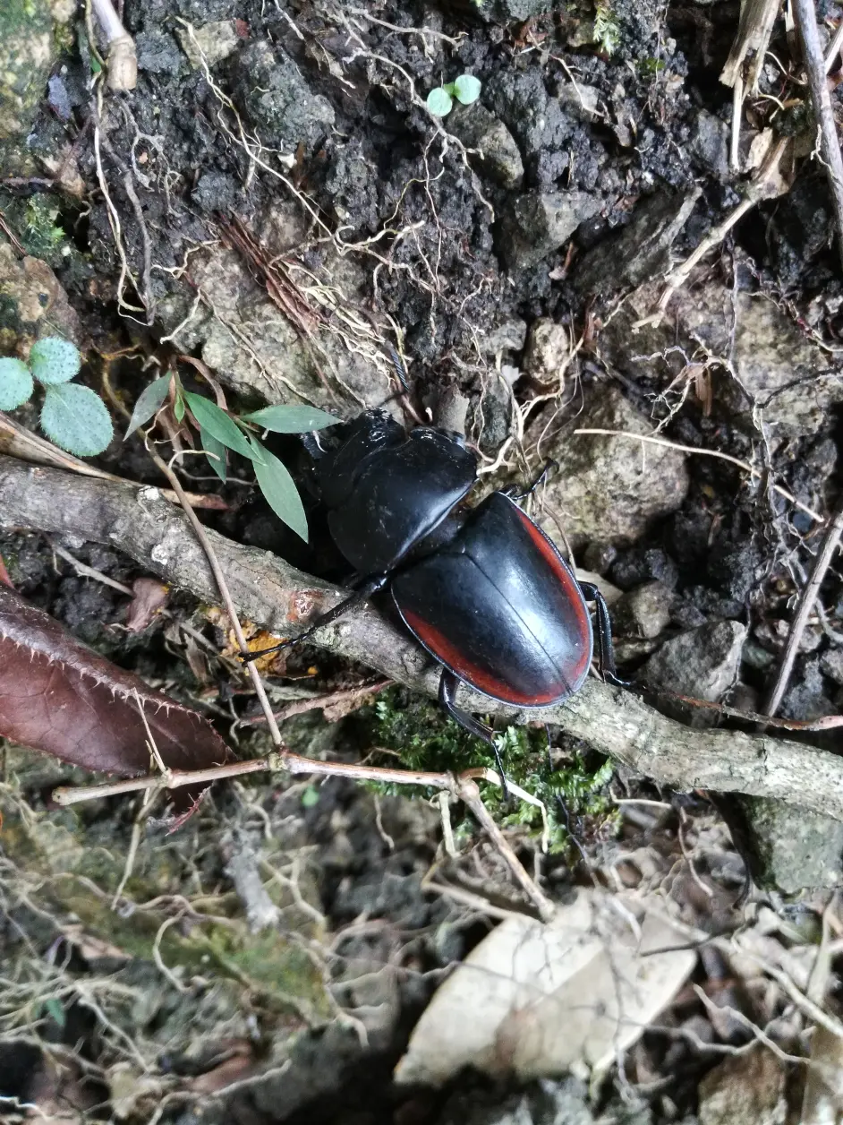 虫鸣不息 18年昆虫图录 哔哩哔哩