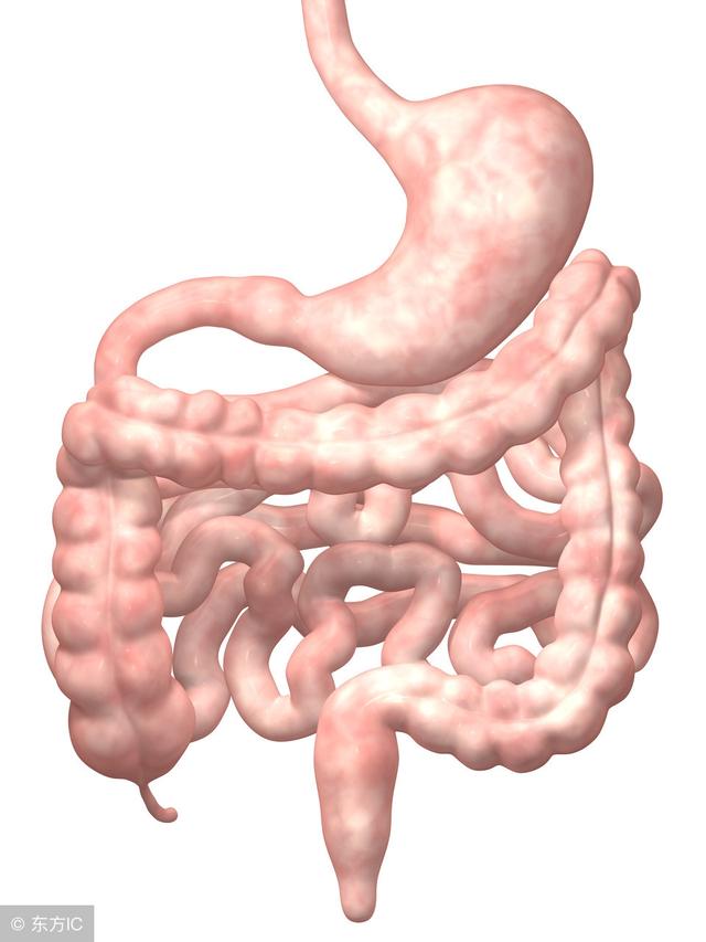 肠道的图片真实照片图片