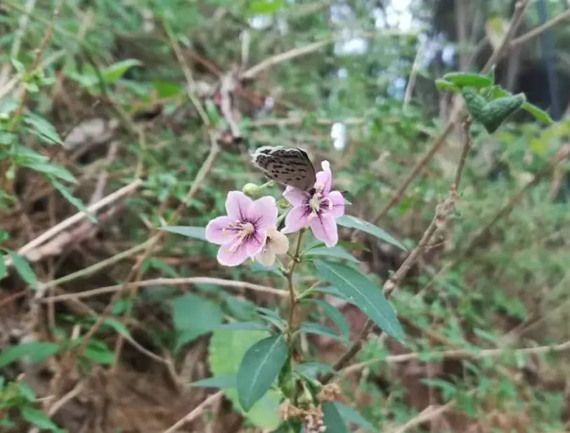 枸杞花开 低入尘埃 铭记那些如草如芥的苍生 哔哩哔哩