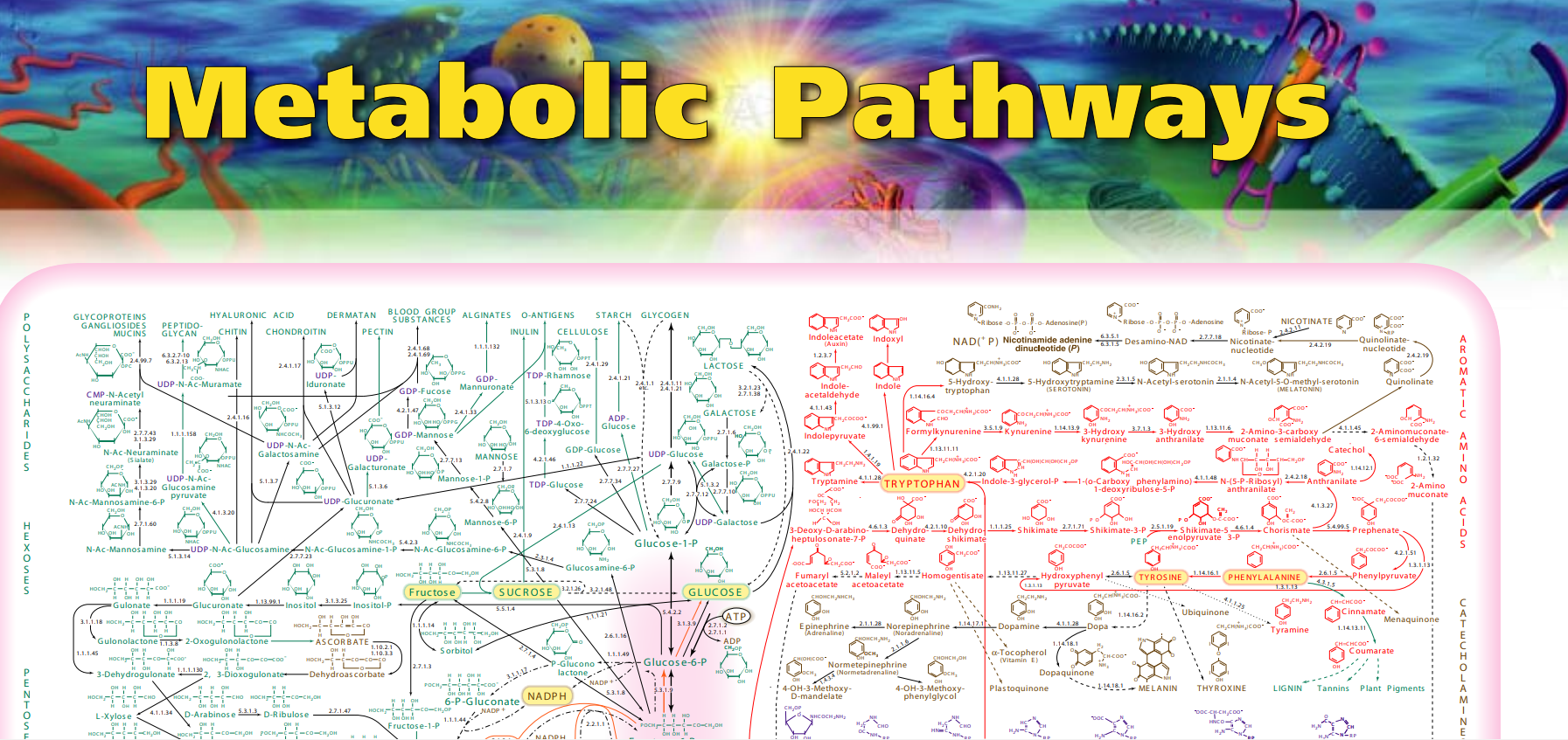 重点：生物化学代谢途径图 - 哔哩哔哩
