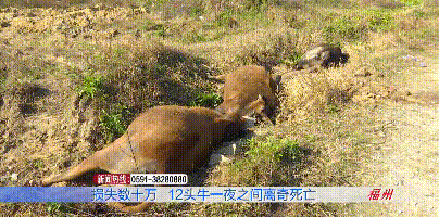 12头牛一夜之间离奇死亡,损失近30万,这个细节让农户细思极恐