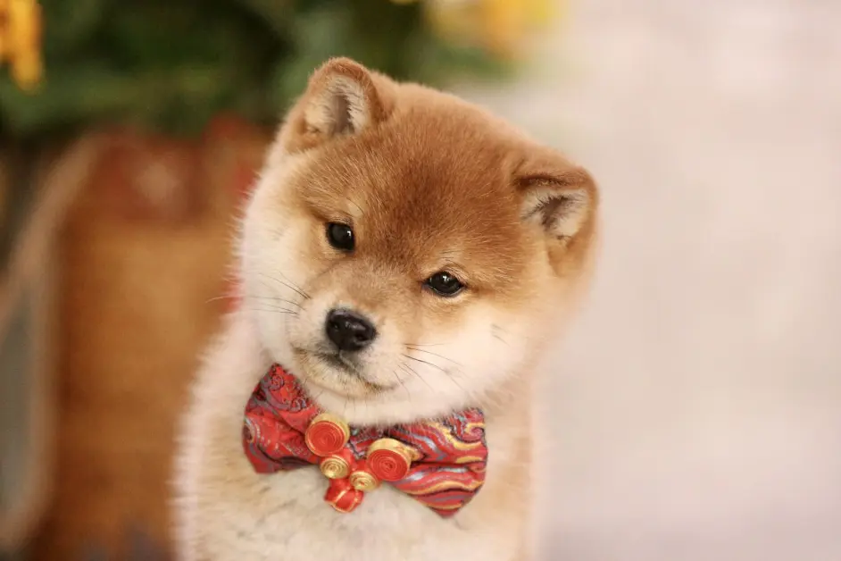 柴犬几个月立耳 不立耳是不纯的表现吗 哔哩哔哩