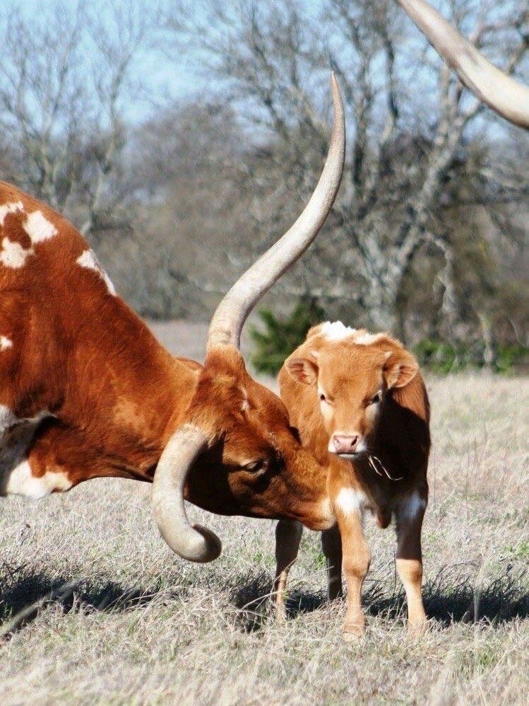 世界上牛角最长的大牛牛,轻松超过一辆小车车 - 哔哩哔哩