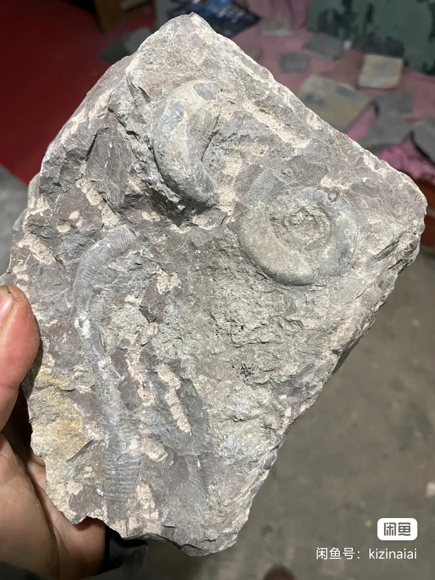 挺久之前修的喇叭角石