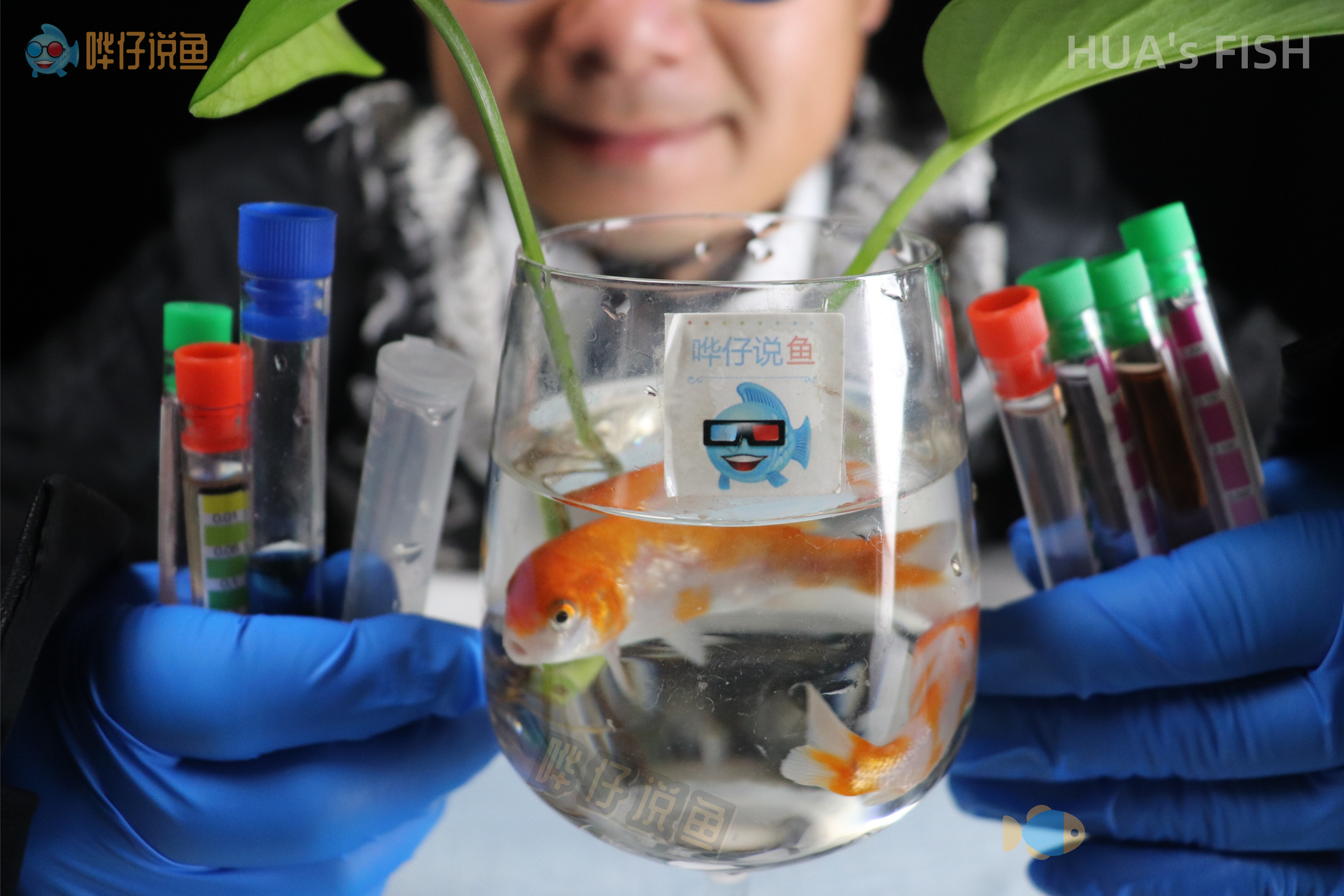 如何测定鱼缸水质的好坏?鱼缸水质观赏鱼说了算,与清澈度无关