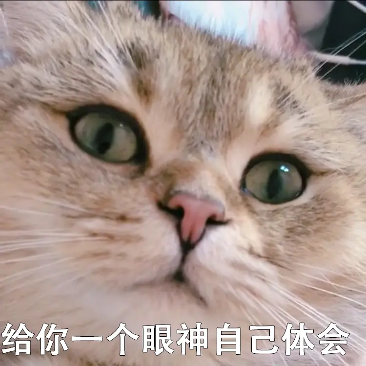 自制各种可爱小动物表情包 熊猫 柴犬 二哈 猫咪 土拨鼠 猫头鹰等 哔哩哔哩