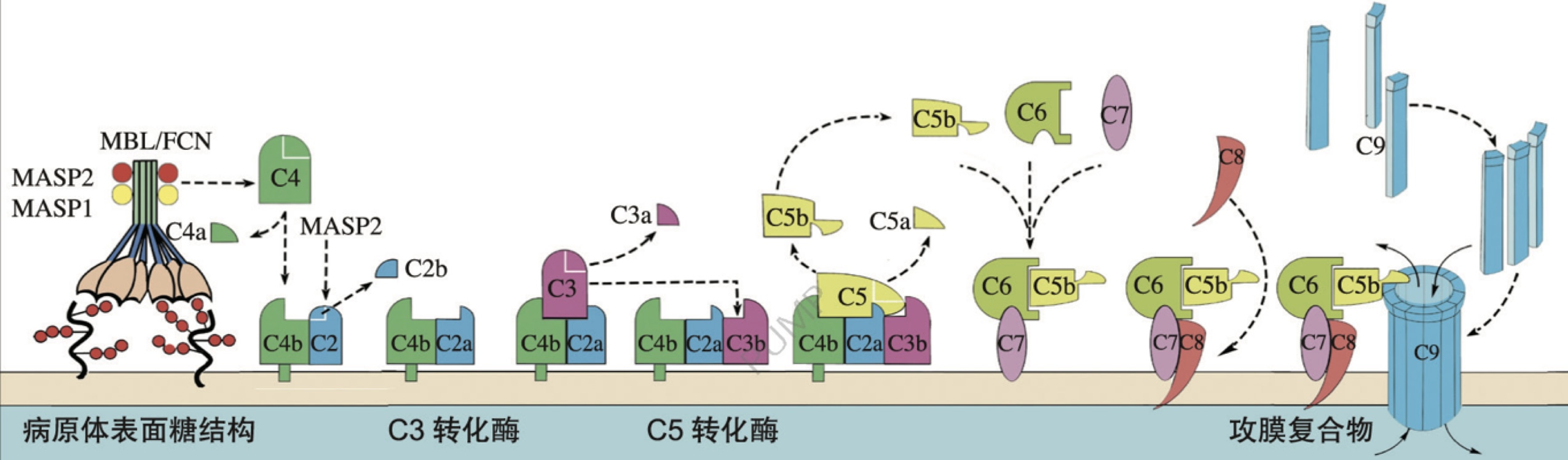  the complement system 