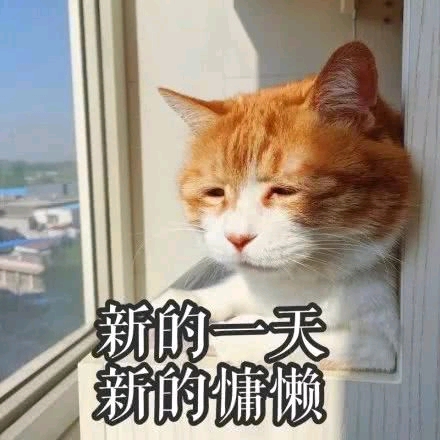突然更新的表情包日常猫咪