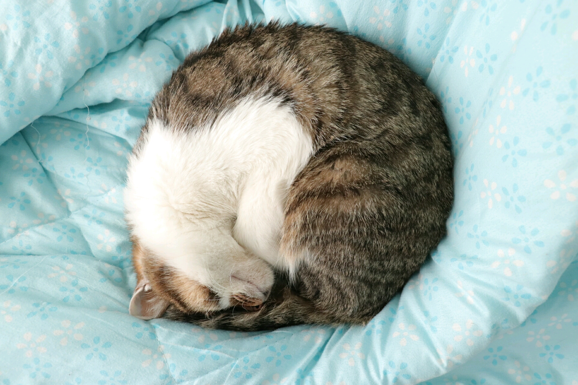 『寒舍喵』a爆了的狸花猫帅照