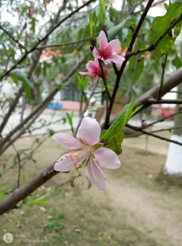 植物日志 桃花 哔哩哔哩