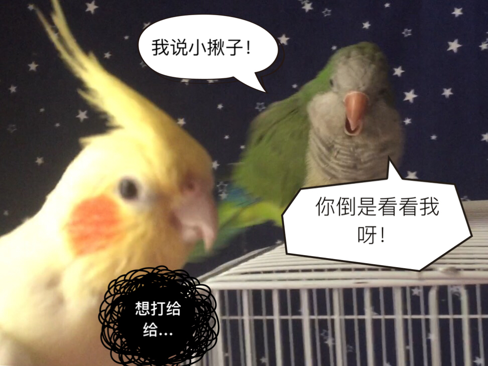 揪是這隻鳥——沙雕鸚鵡表情包4