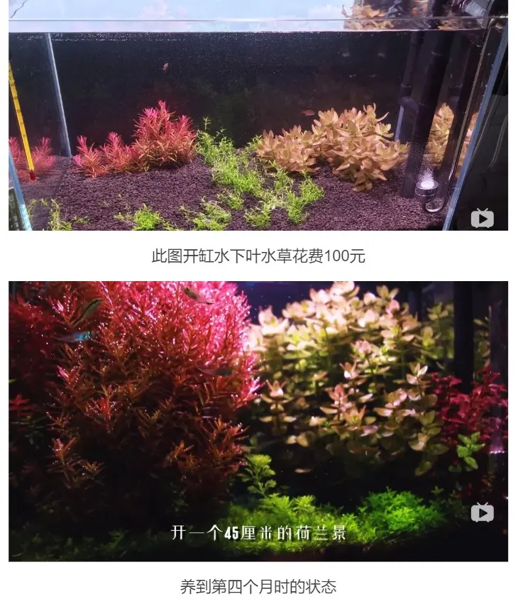 纯干货 市面上常见的水草的购买形式及建议 哔哩哔哩