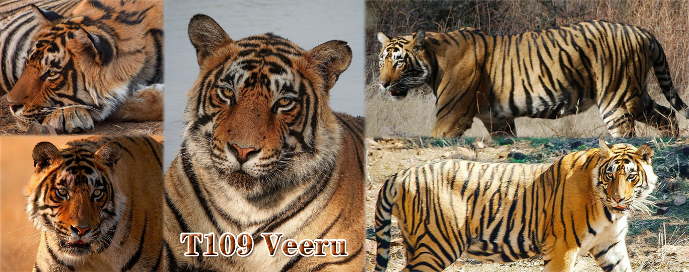 【伦腾堡】编号名虎五视图