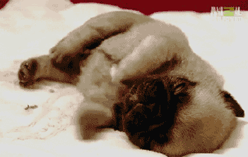 有学说认为,睡觉抽搐是大脑以为身体快要死亡了,所以发送一个脉冲.