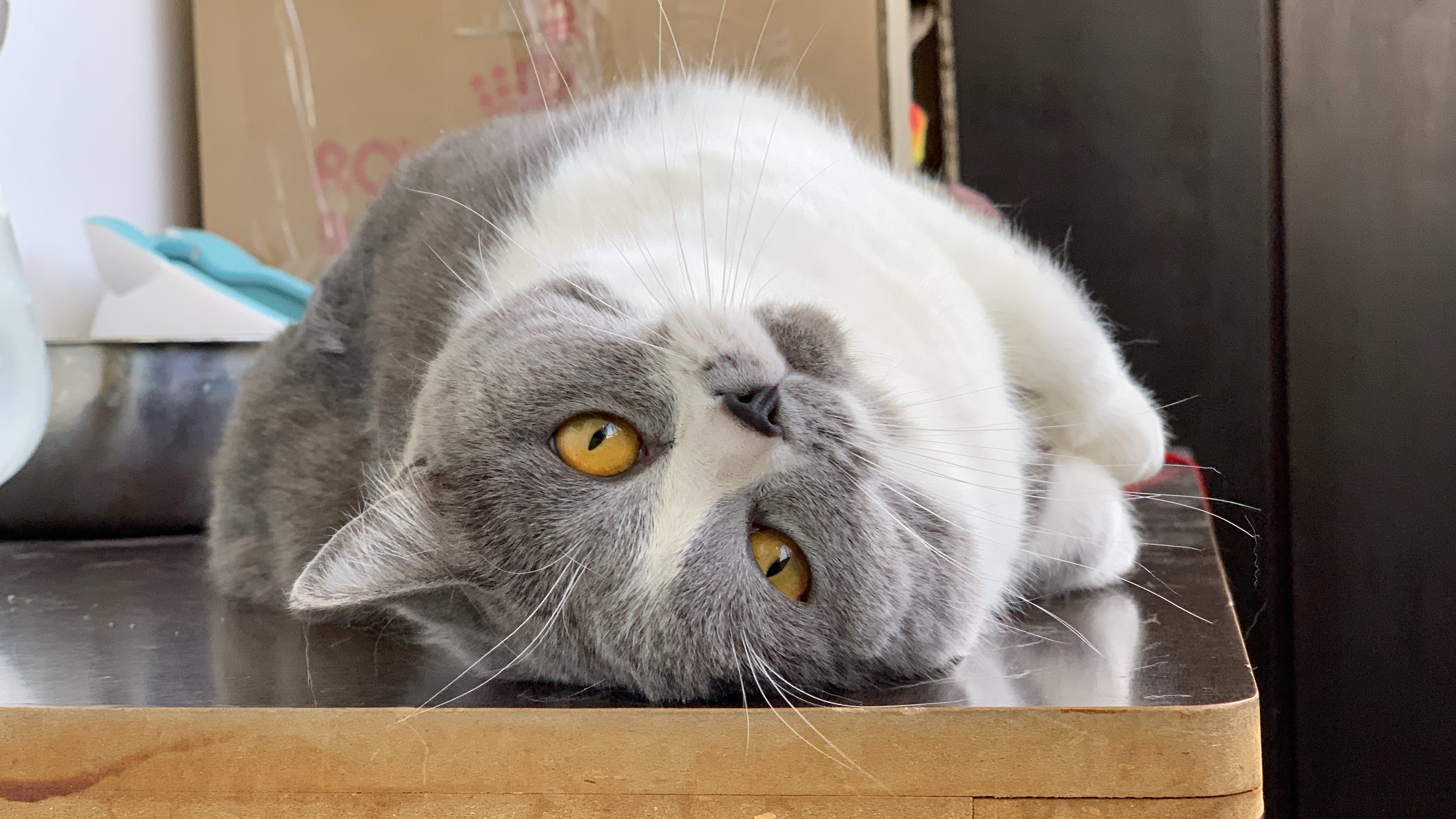 猫咪产检 哔哩哔哩