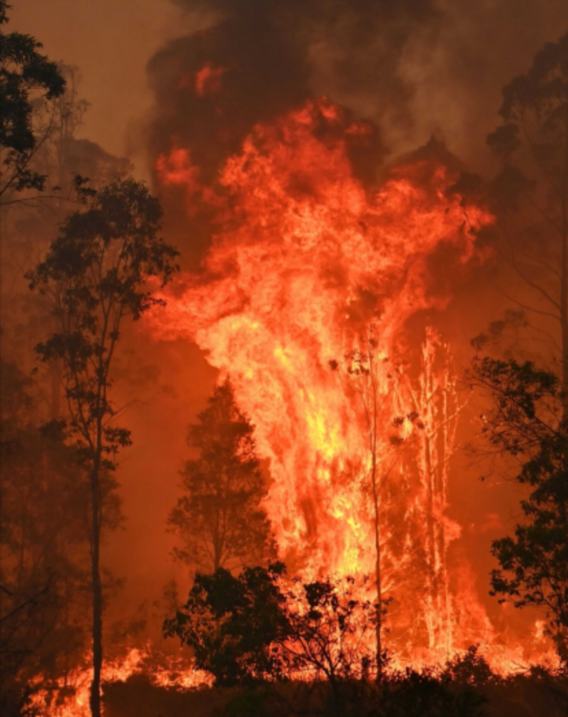 万顷之森始于一木
