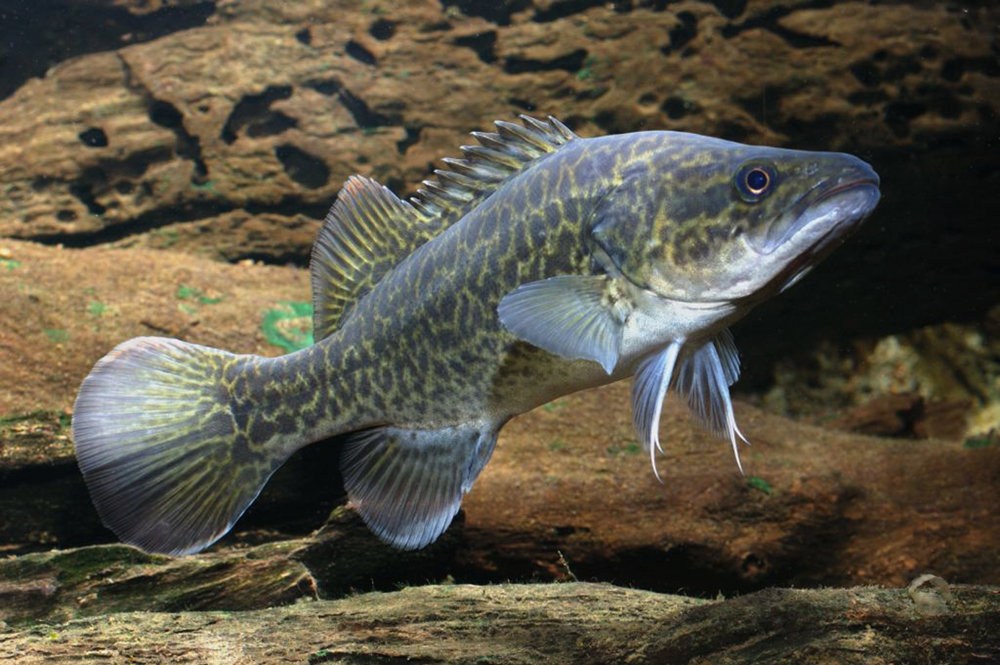 南半球的鲈鱼真鲈科物种总览