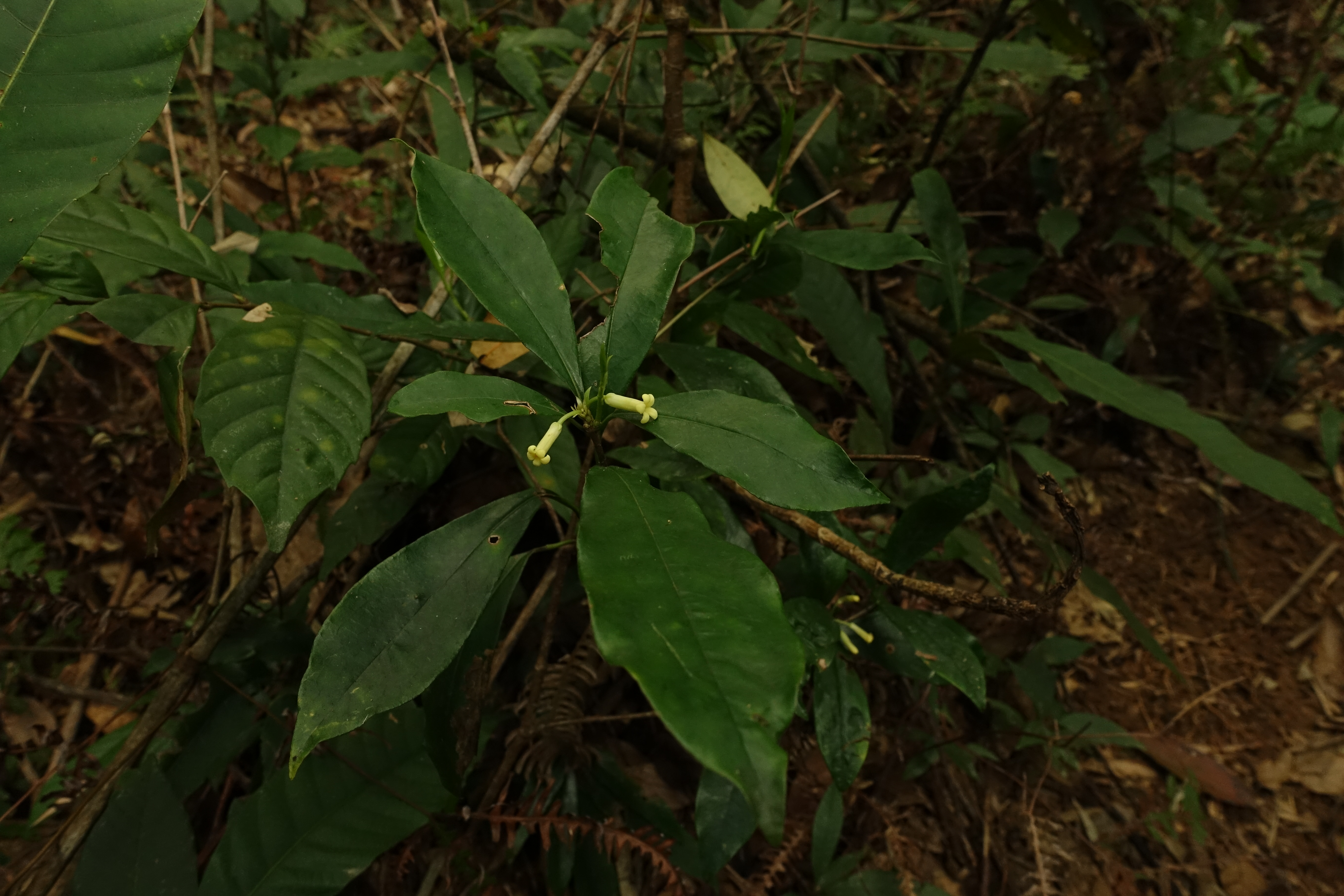 光叶海桐/pittosporum glabratum