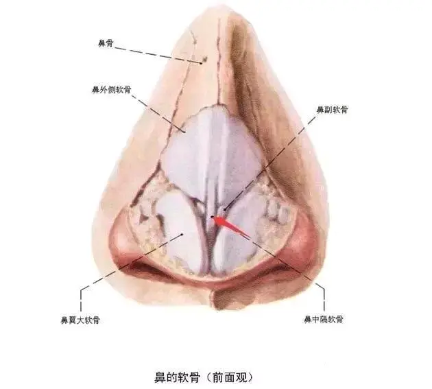 鼻骨宽大 看起来很丑怎么办 一招教你解决 哔哩哔哩