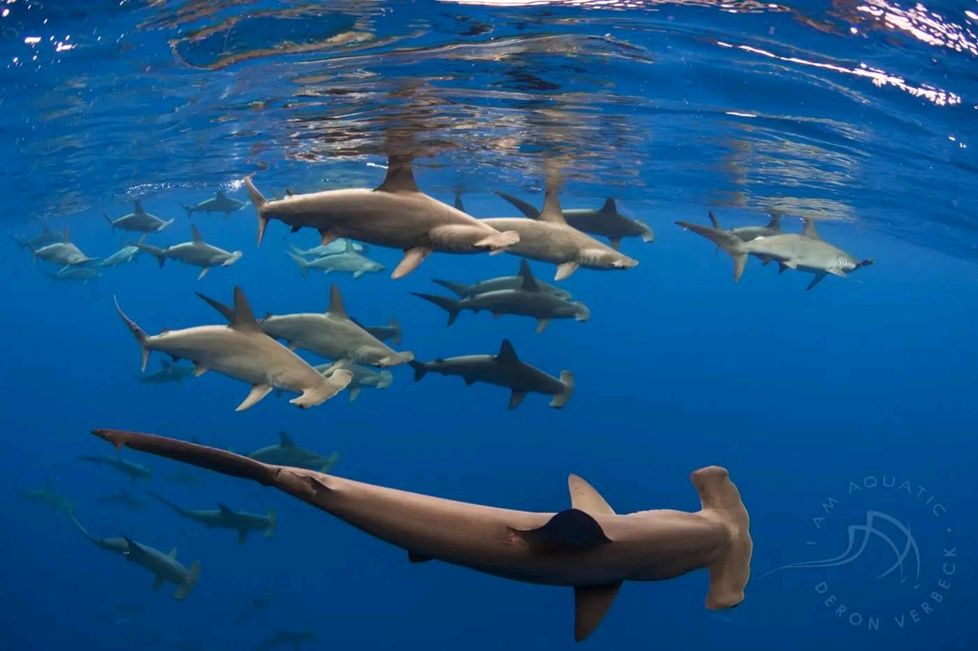 無溝雙髻鯊（照片攝於巴哈馬）是最大的雙髻鯊，體長可達將近6公尺。PHOTOGRAPH BY BRIAN J. SKERRY, NAT GEO ...