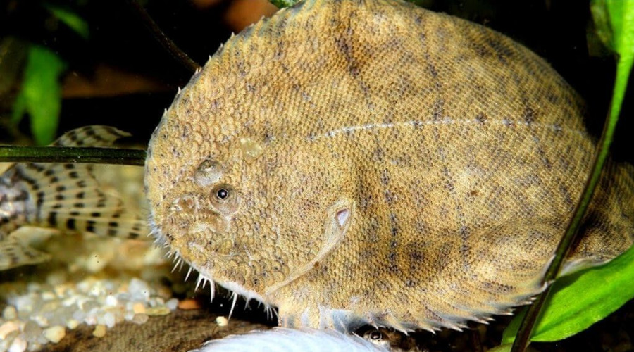 明明都是观赏鱼,凭什么汽水鱼就比别的宠物鱼