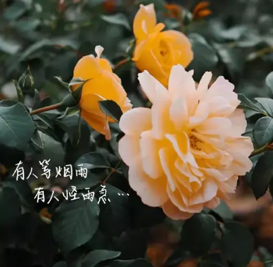 虽然聪明秀气 但在学业上 患得患失 得失心比较重 哔哩哔哩