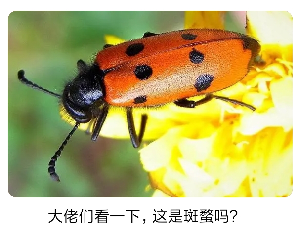 疑似 斑点莽蝽placosternus urus st,国内也有这东西,是我没想到的,一