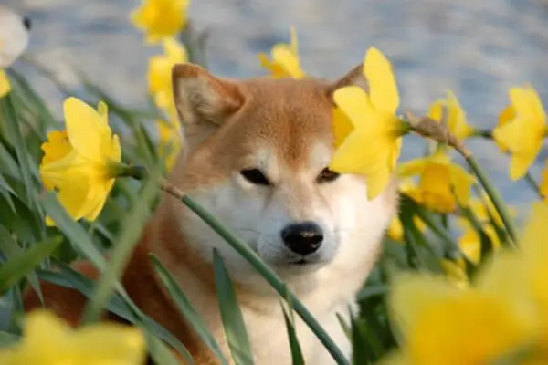 柴犬新手养狗基础知识 入门级柴犬百科 哔哩哔哩