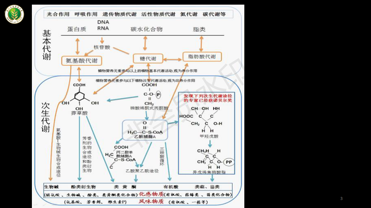 植物生理学-次生代谢1