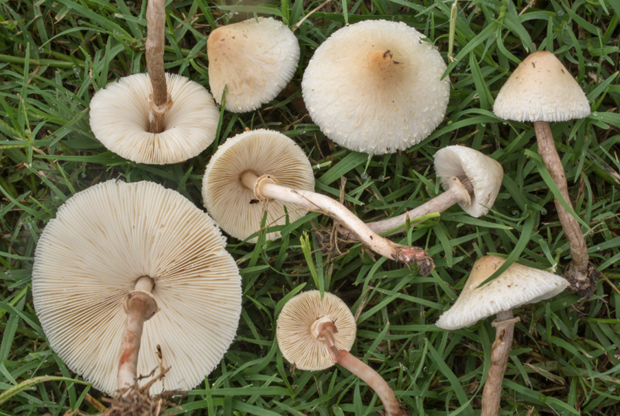 【蘑菇的分类】3.蘑菇科 大环柄菇属Macrolepiota、青褶伞属Chlorophyllum - 哔哩哔哩