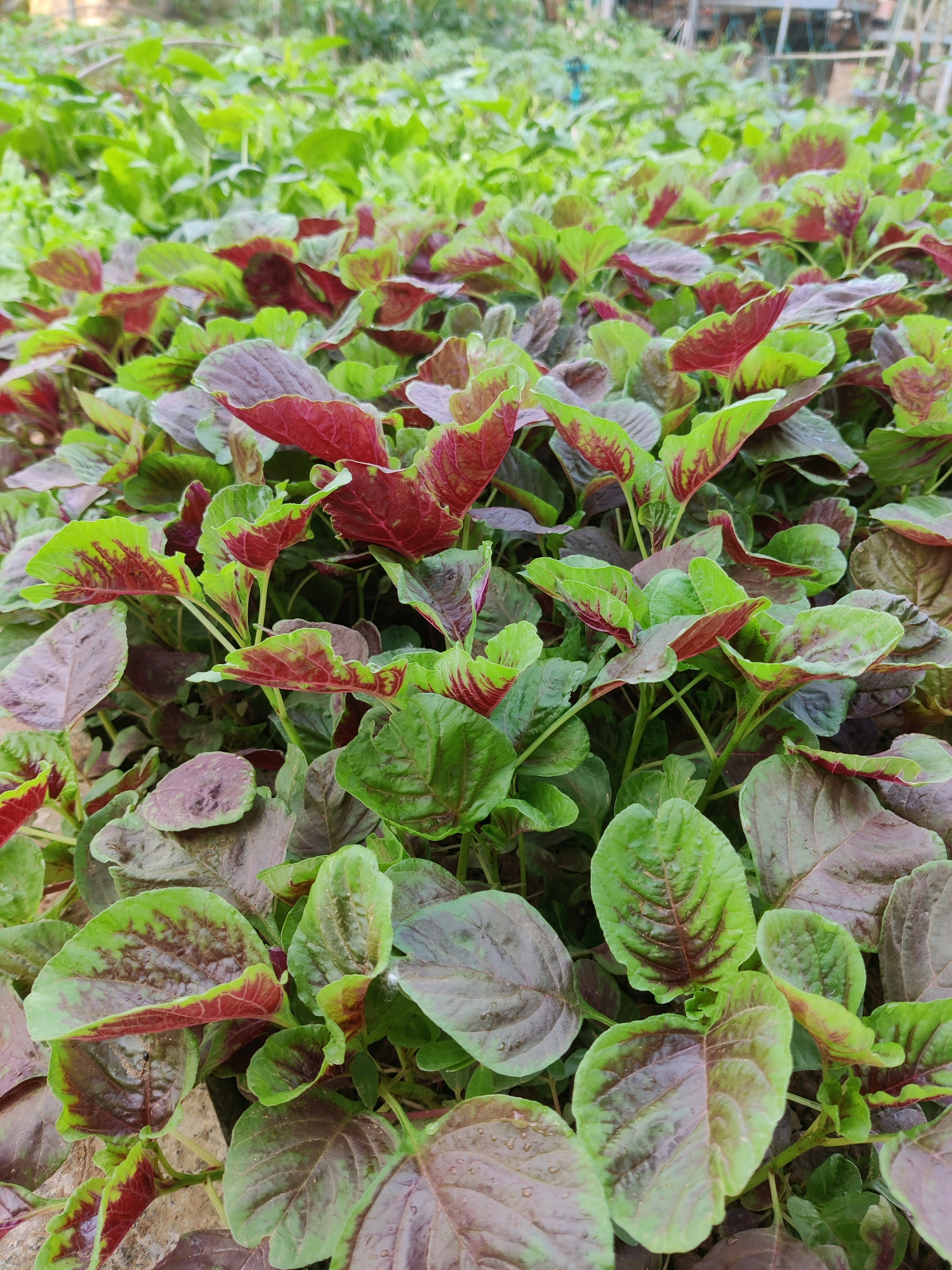 苋菜种植(苋菜种植时间)