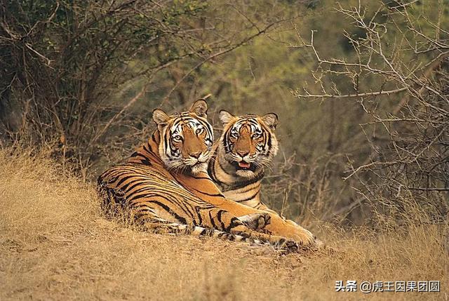 为老虎界的第一家族续上香火让老虎女王一家再续传奇