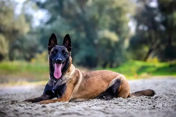 纯种一个月马犬幼犬:探秘可爱与成长的开始