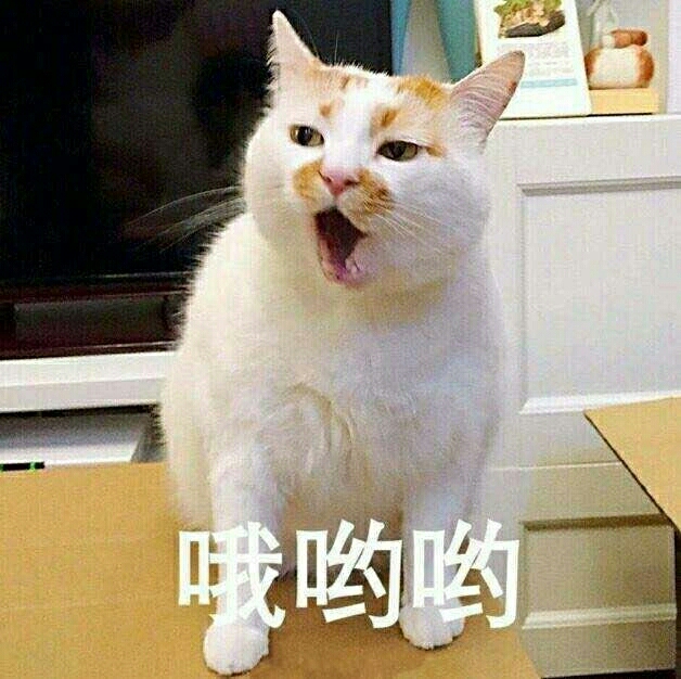 小饼干,猫咪表情包要么?①