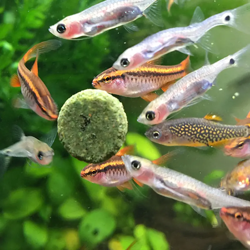 观背青鳉喂食人工饲料还是活饵比较好 推荐理由竟是这个 哔哩哔哩