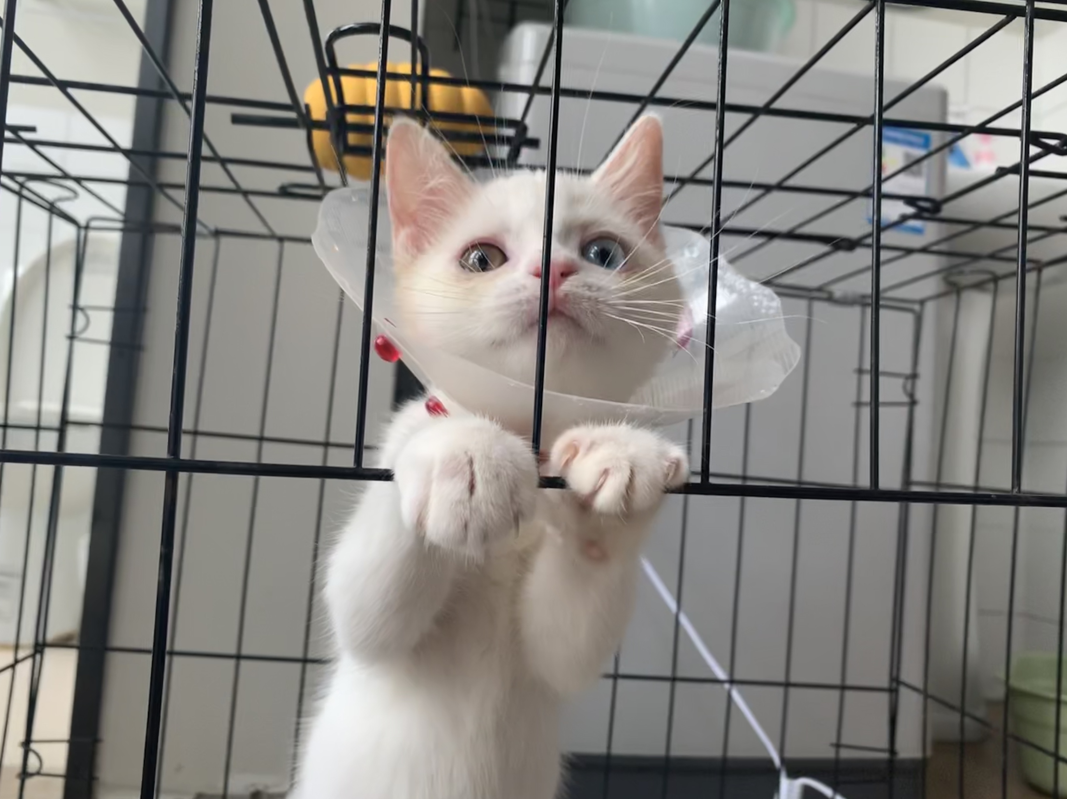 如何治疗猫藓全过程,从丑小鸭到白天鹅的蜕变