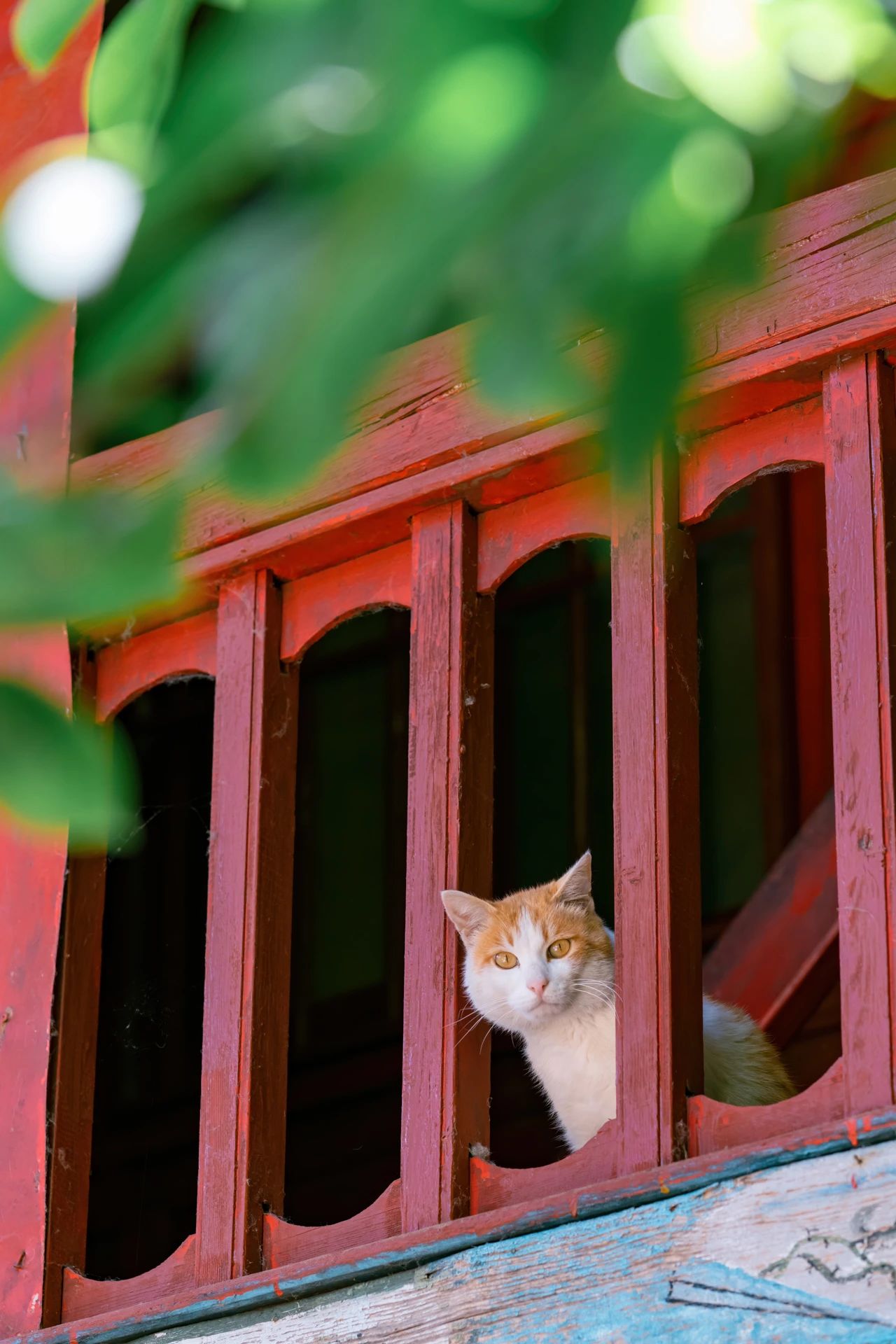 大理海拔最高寺庙中这孤独又可爱的大橘猫