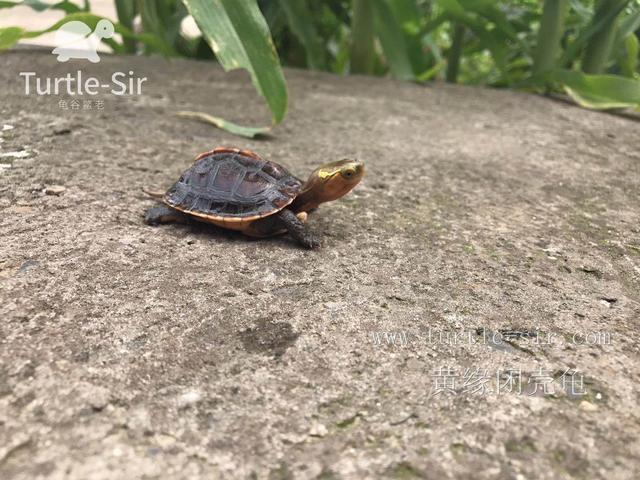 新手选黄缘闭壳龟注意这三点不迷茫龟谷鳖老