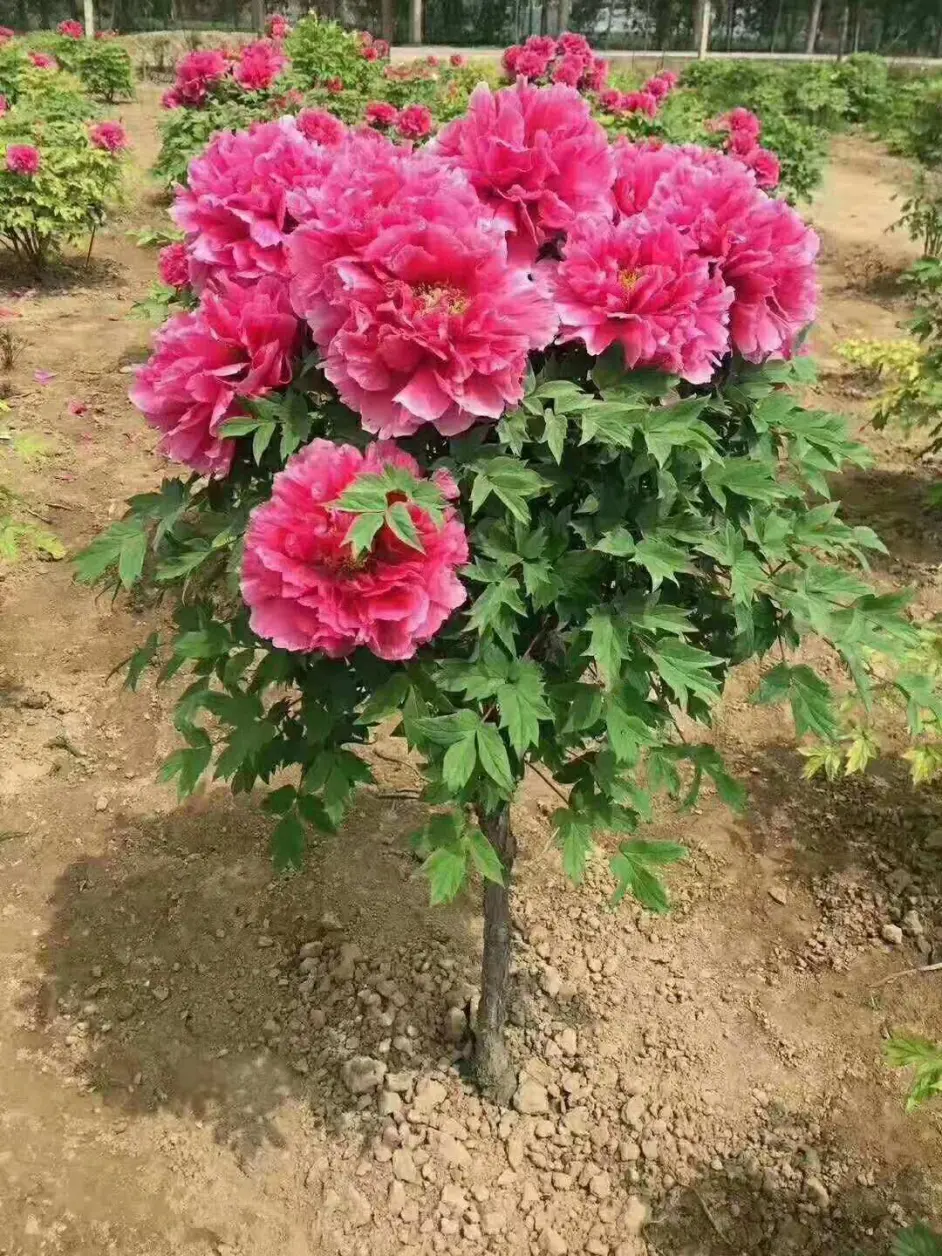 如何管理 牡丹花 才能让它 年年花开繁茂 不为光长叶片而发愁 哔哩哔哩