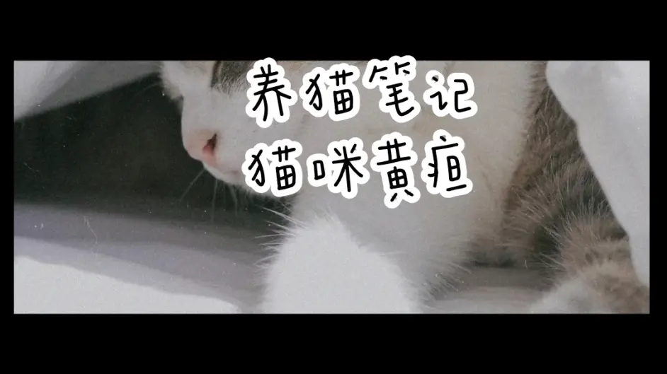 猫咪黄疸- 哔哩哔哩