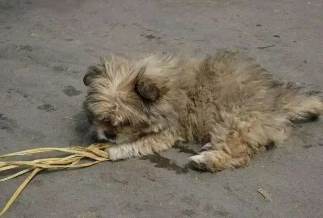 狗狗被主人扔掉后,用主人教过的动作,小心翼翼向路人乞讨 狗狗被主人扔掉后,用主人教过的动作,小心翼翼向路人乞讨
