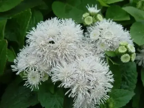 白花臭草:有效止痛止血,应对皮肤外伤和病变 - 哔哩哔哩