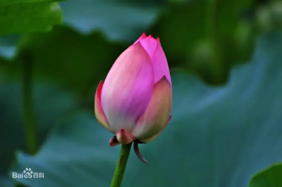 花蕾兽 蓓蕾兽 バドモンbudmon 哔哩哔哩