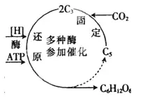 高中生物知识 光合作用 哔哩哔哩