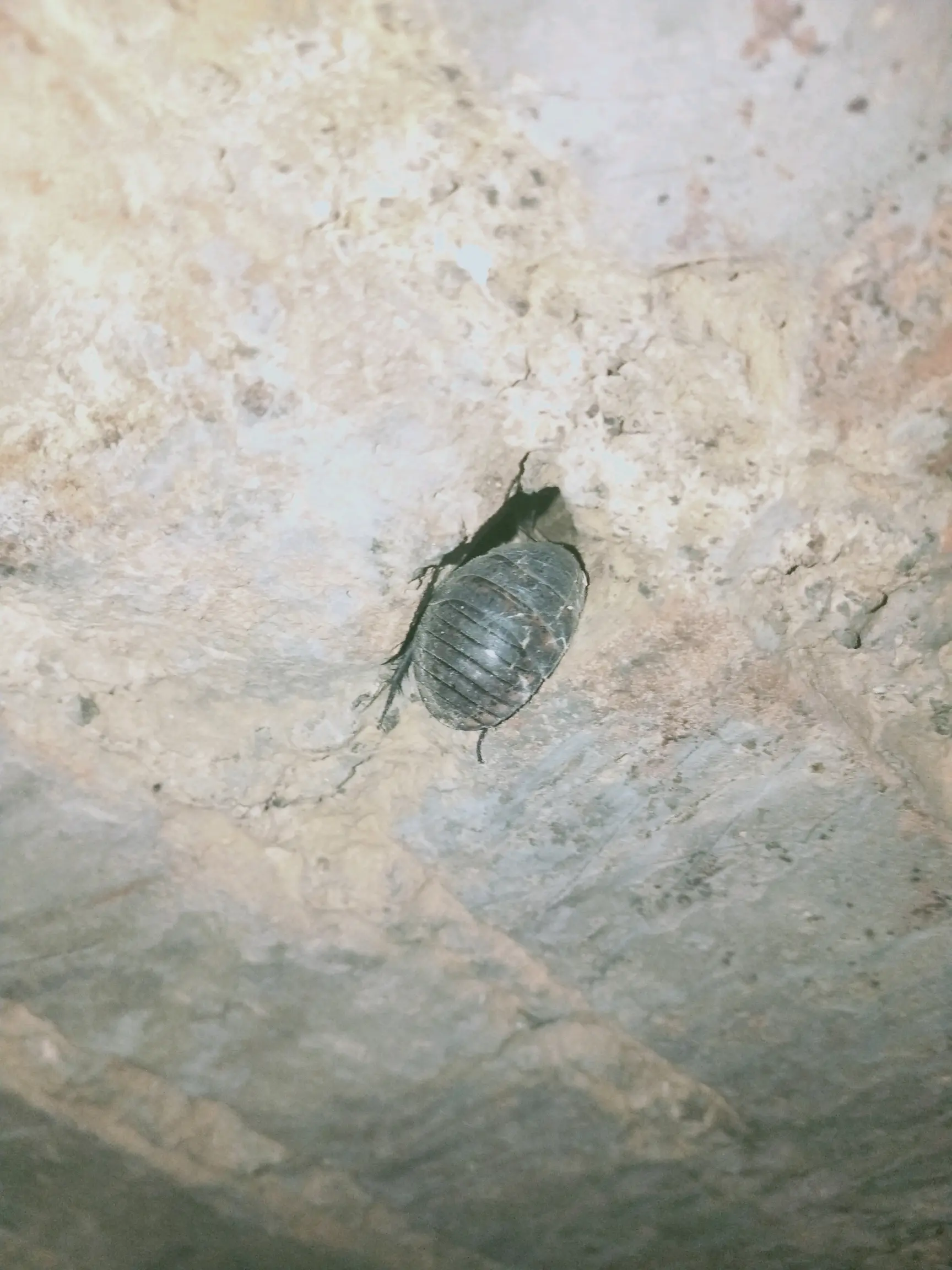 雌性冀地鳖是这种椭圆状,而雄性冀地鳖则有翅膀,且翅膀下的身体很小